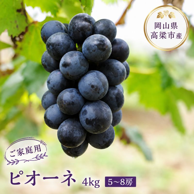 ぶどう 訳あり ピオーネ 4kg 5～8房 ご家庭用 2026年 先行予約 葡萄 フルーツ 岡山 高梁市産 こあに葡萄園