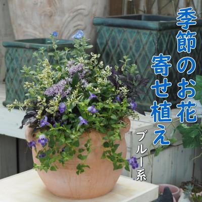 ふるさと納税 朝倉市 季節のお花寄せ植え　花色:ブルー・パープル系(つぼ丸型25cm)