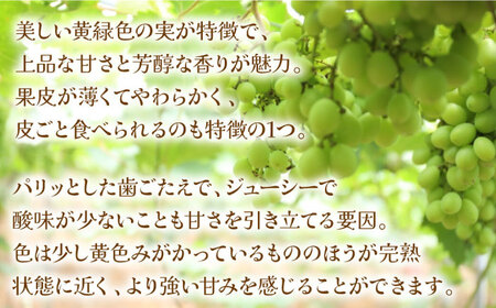 【2025年8月中旬?発送】シャインマスカット 2kg（3房~5房）/ マスカット シャインマスカット ますかっと ぶどう 葡萄 ブドウ フルーツ 果物 / 南島原市 / 長崎県農産品流通合同会社 [