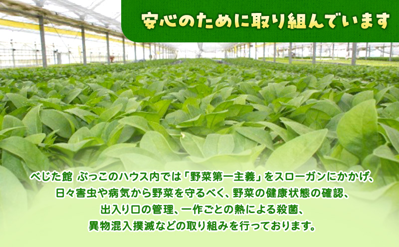 サラダほうれん草 44袋 野菜サラダセット 詰め合わせ ほうれんそう ホウレン草 新鮮 産地直送 大容量 業務用 まとめ買い 野菜セット ギフト 詰合せ 常備野菜