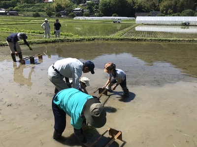 曽爾 水田サポーター制度 繋（つなぎ）​田植えコース ​( 2026年度お申込み用 ) // 田んぼオーナー お米オーナー 景観保護 米作り 水田作業 田植え 交流会 玄米3kg 体験 経験