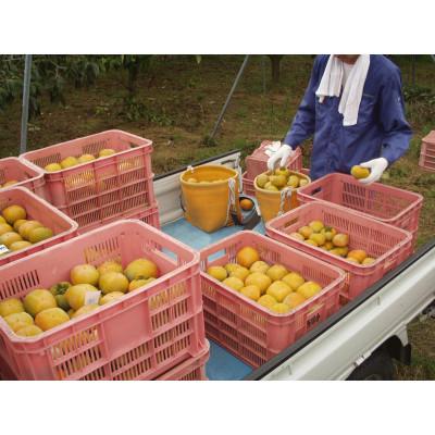 ふるさと納税 印南町 たねなし柿M〜2Lサイズ40〜32個詰7.5kg入箱 |  | 02