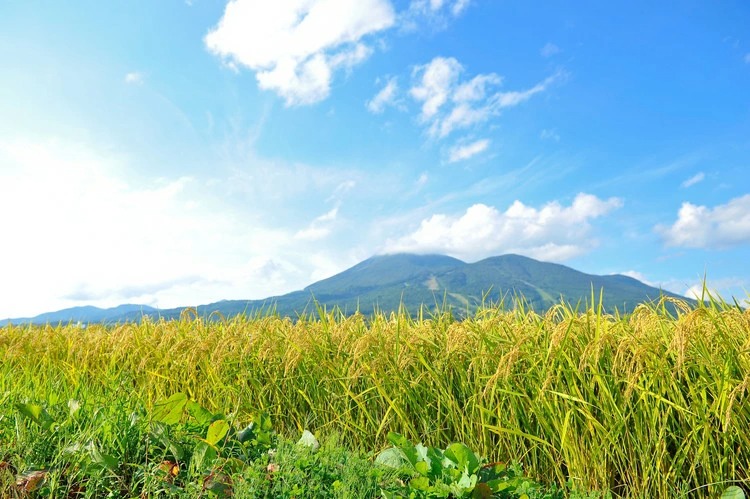【令和7年度産 新米】 つちや農園 猪苗代町産 玄米 特別栽培米ひとめぼれ 5kg（玄米）| お米 米 ひとめぼれ ※2025年11月上旬頃より順次発送予定