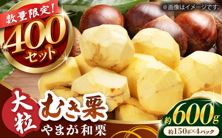 先行予約 やまが和栗 大粒むき栗 約600g（約150g×4pc）古川農園 くり 栗[ZES001]