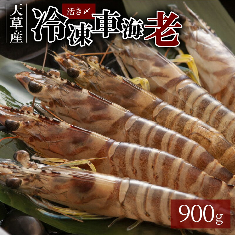 【ふるさと納税】活き〆 車海老 真空パック 計 900g 新鮮 凍結 エビ 天ぷら 豊かな甘み 塩焼き 素材の味 味噌漬け エビフライ 魚介類 天草 冷凍 養殖 シーフード 海産物 海鮮 海の幸 熊本県 天草市 海老の宮川 お取り寄せ お取り寄せグルメ 送料無料