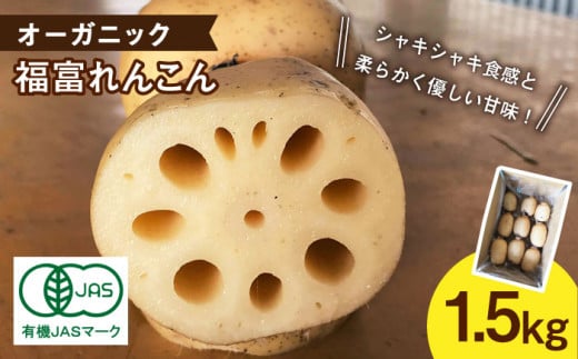 【先行予約】【節切り】（泥付き）希少な オーガニック 福富 れんこん 1.5kg 【中島農園】[IBC002]