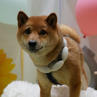 ふるさと納税 神戸市 SUO 18°ICE for dogs CANDY　Lサイズ(マルチ) |  | 01