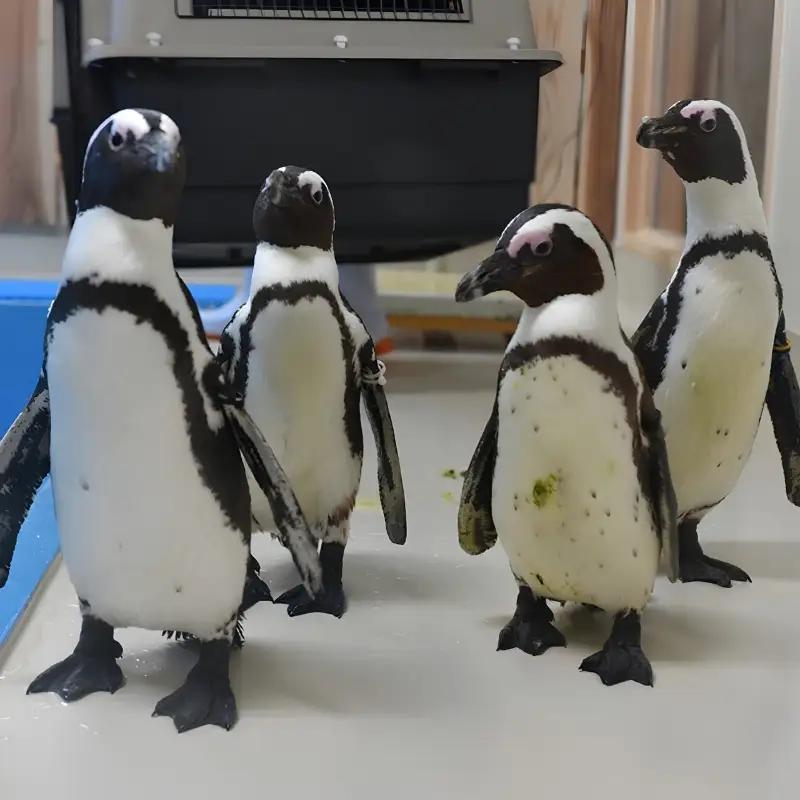 ＼バックヤードツアー付き／　エビとカニの水族館 10名様チケット　【ebk104】