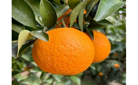 まちなが家族農園の小玉みかん 3.5kg みかん ミカン 蜜柑 たらみかん 太良みかん 温州みかん 完熟みかん 甘熟 柑橘 国産 佐賀県産 太良町 こだわり 有機栽培 産地直送 贈答品 詰め合わせ 極