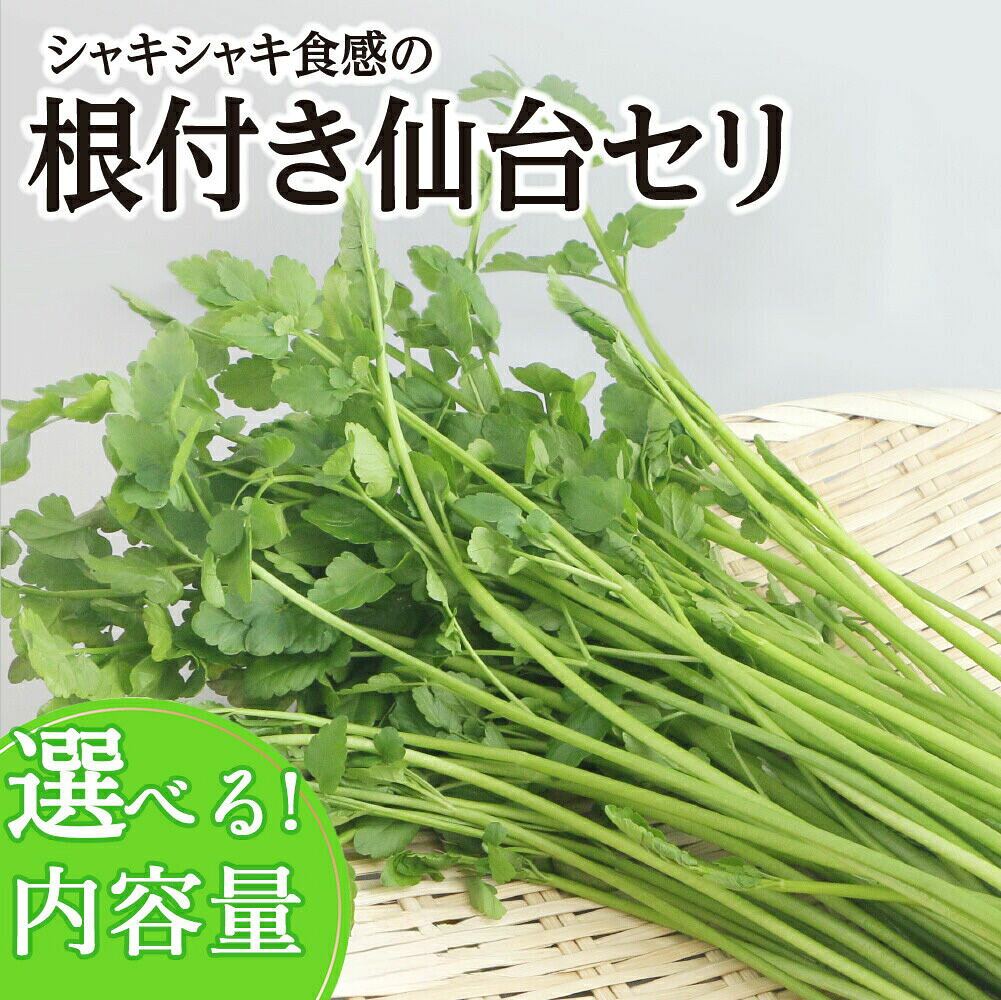 【ふるさと納税】【期間限定】シャキシャキ食感の根付き仙台セリ【選べる種類 2〜10人前】 [せり 仙台名物 セリ 野菜 鍋にどうぞ]