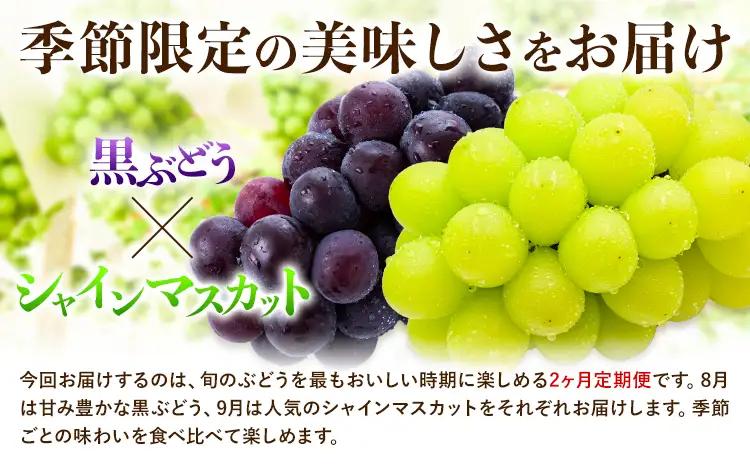 【先行予約】【2ヶ月定期便】黒ぶどう シャインマスカット 2kg マスカット フルーツ 果物 新鮮 《8月上旬-9月下旬頃出荷》熊本県 荒尾市産 目野果実直売所 巨峰 藤稔 ブラックビート ピオーネ　