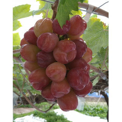 【ふるさと納税】【2026年先行予約】10月下旬より発送「幻の牧丘天空マイハート」約1kg(2～3房)【配送不可地域：離島】【1582589】