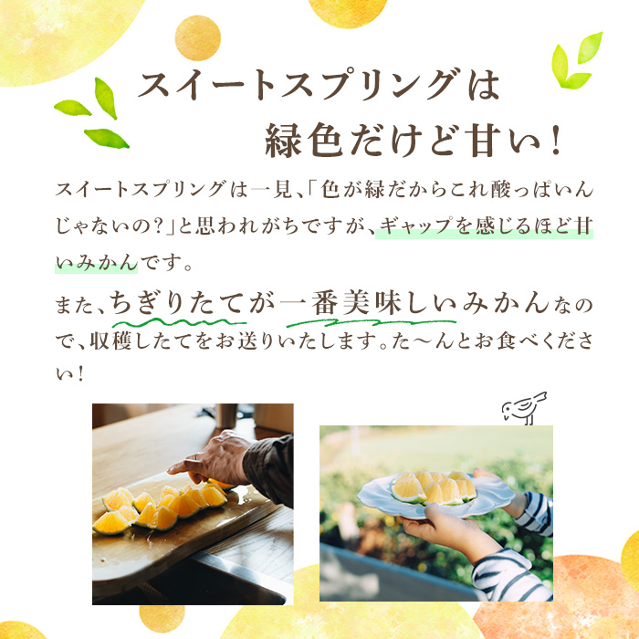＜先行予約受付中！2026年11月下旬以降順次発送予定＞数量限定！鹿児島県産スイートスプリング(約8kg) 柑橘 フルーツ 果物 国産 みかん 期間限定 ミカン スイスプ 【株式会社土曜日】akn06