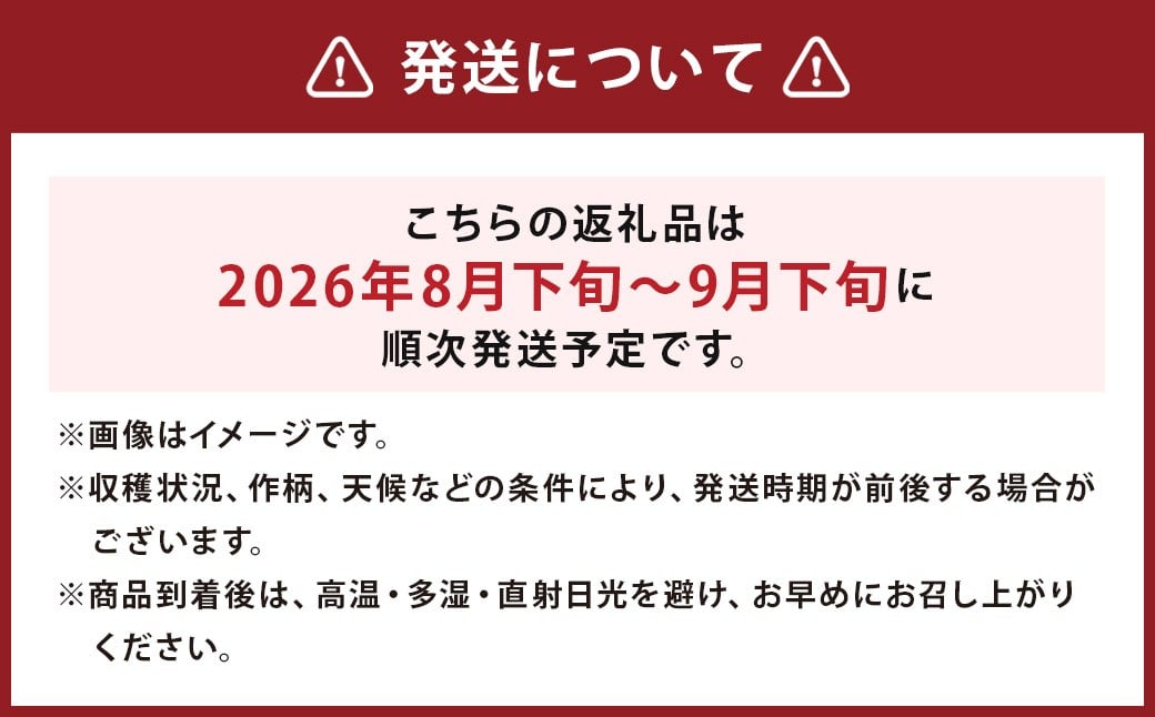球磨美人 井上さんちの 白ネギ M × 40本