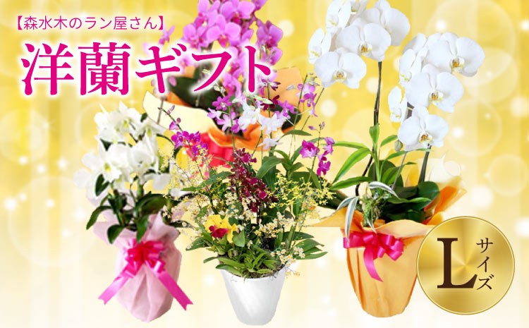 
            洋蘭 洋蘭ギフトL 鉢花 （高さ60～80cm） 蘭 鉢 鉢植え 胡蝶蘭 ギフト 熊本県産 【森水木のラン屋さん】
          