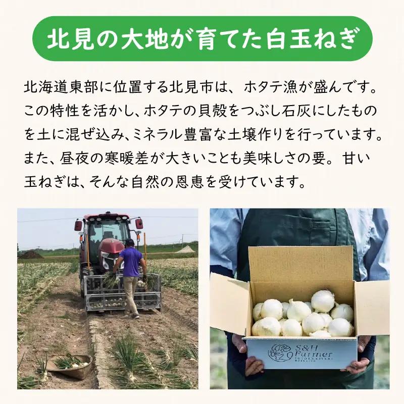 【予約：2026年7月中旬から順次発送】ところの白玉ねぎ 2kg ( 玉ねぎ タマネギ 玉葱 野菜 白玉ねぎ 2キロ 期間限定 辛みが少ない 生食 )【121-0013-2026】