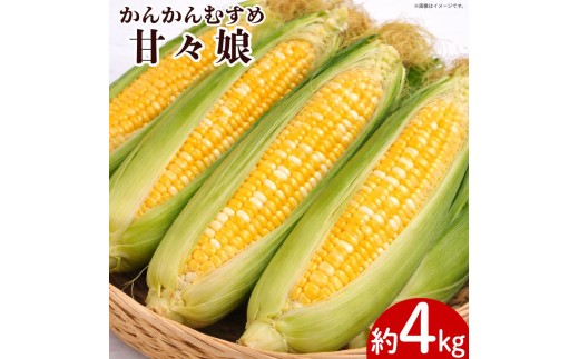 とうもろこし 甘々娘 約4kg Lサイズ 12本～16本 《 2026年6月発送 》 スイートコーン かんかん娘 冷蔵 コーン 野菜 やさい 新鮮 サラダ 茹でとうもろこし 焼きもろこし 天ぷら スープ かんかんむすめ カンカン娘 BBQ 焼き肉 アウトドア キャンプ 特産品 産地直送 徳島県 吉野川市