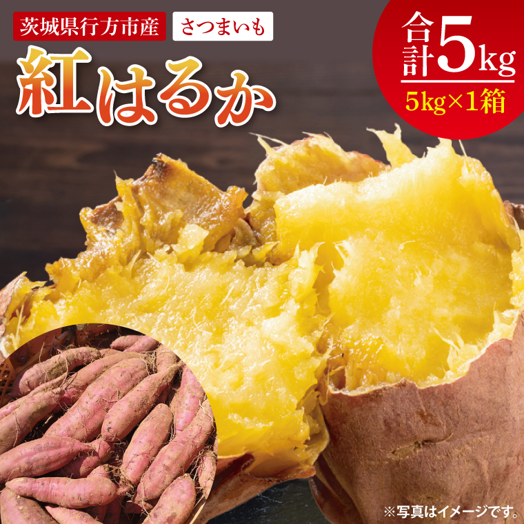 【2026年9月より順次発送】さつまいも(紅はるか) 約5kg｜さつまいも 芋 サツマイモ 紅はるか 先行予約 茨城県 行方市(HP-1)