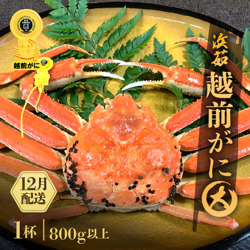 【ふるさと納税】 ≪浜茹で≫越前がに 大サイズ 1杯（生で800g以上）【雄 ズワイガニ かに カニ 蟹 越前ガニ 姿 ボイル 冷蔵 福井県】【12月発送分】希望日指定可 備考欄に希望日をご記入ください [e68-x003_12]