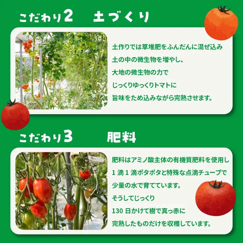 【先行予約】【2027年1月中旬以降発送】フルーツトマト　中玉フルティカ1.4kg