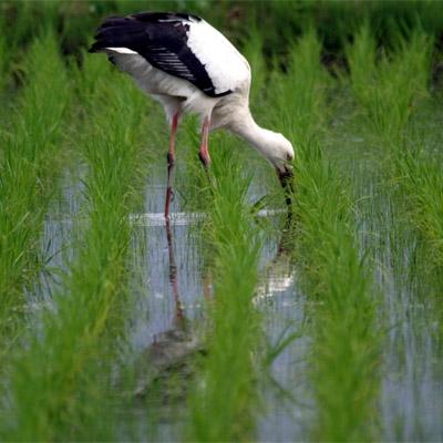 ふるさと納税 豊岡市 令和7年産　コウノトリ育むお米〔節減対象農薬:当地比7.5割減〕【5kg×4袋】(94-004) |  | 03