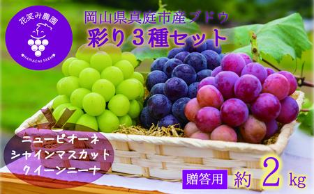 岡山 花笑み農園『彩り3種』(シャイン、クイーンニーナ、ピオーネ)(約2kg3房) 3M-2【hana37】