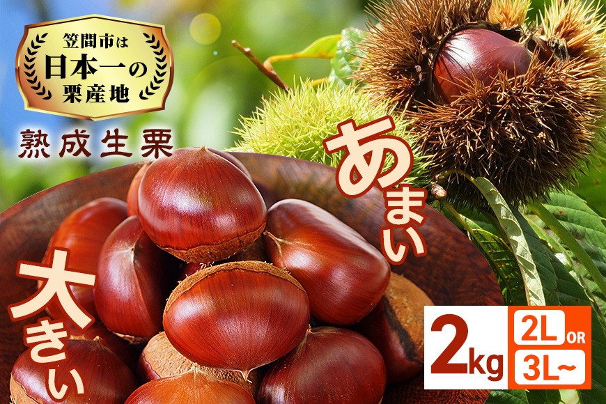 
            生栗 栗 選べる 2kg 2L 3L～ 特大 数量限定 国産 和栗 くり クリ スイーツ 果物 フルーツ 栗きんとん モンブラン 栗ご飯 栗ごはん 秋 旬 低温熟成 ギフト プレゼント 農産物直売所すわ 笠間市 栗生産量 日本一 茨城県 いばらき
          