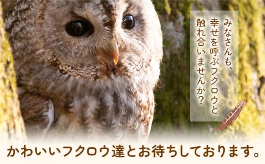 ふくろう触れ合い体験 (ドリンク スーベニア付き) カントリーオウル フクロウカフェ《30日以内に出荷予定(土日祝除く)》和歌山県 岩出市 ふくろう 体験 フクロウ ふれあい体験 チケット 送料無料