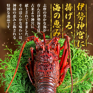 【順次発送・ダンボール入】 伊勢海老 約 350g ～ 400g ✕ 3尾 冷凍 伊勢海老 イセエビ イセ海老