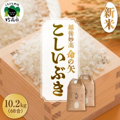 ふるさと納税 妙高市 【先行受付】令和8年産 越後妙高命の矢 こしいぶき 10.2kg