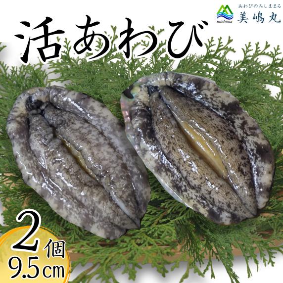 【冷蔵 活あわび 養殖 9.5cm×2枚 200～240g (1個100～120g）】満点青空レストラン うまい！おせち2023に採用されました 新鮮 発送目安：入金確認後1ヶ月程度 日本海 香住で育