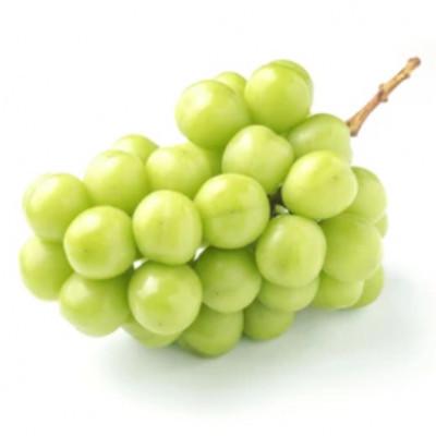 ふるさと納税 千曲市 【発送月固定定期便】氷温貯蔵シャインマスカット 約2kg(4〜5房)全3回