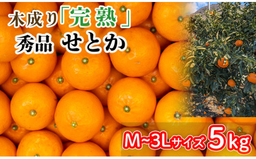 【2026年3月から発送】  秀品 中島育ち！ 木成り完熟のせとか 5kg Mから3Lサイズ | 数量限定 果物 フルーツ 高級 みかん 蜜柑 愛媛 松山 柑橘  甘い おすすめ 愛媛 松山