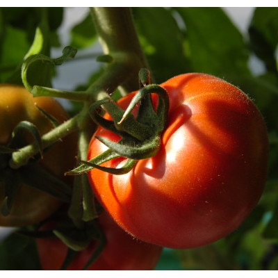 感動のフルーツトマト「深層水トマト」3キロ