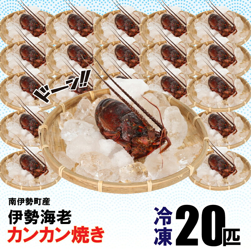【ふるさと納税】 【着日指定可能】 南伊勢町産 伊勢海老 20匹 カンカン焼き (冷凍) / 伊勢海老 ギフト 贈答 のし対応可 プレゼント 海鮮 魚介 鮮魚 ガンガン焼き 浜焼き BBQ アウトドア 伊勢 志摩 着日指定 南伊勢