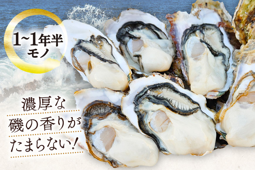 【期間限定発送】 牡蠣 小粒 1〜1年半モノ 生食 殻付き牡蠣 約2kg (約16〜22個入) [住喜水産 宮城県 気仙沼市 20565055] 冷蔵 新鮮 濃厚 真牡蠣 カキ かき 生牡蠣 魚貝類 