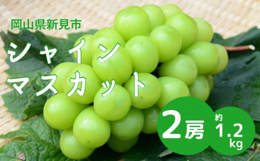 シャインマスカット 岡山 約1.2kg 2房 新見【先行予約 2026年10月頃から順次発送】