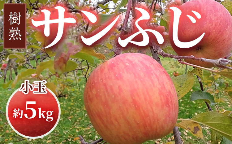 【早期予約】りんご 加積りんご 樹熟サンふじ小玉 約5kg｜ふじ 魚津市産 富山 リンゴ 林檎 くだもの 果物 フルーツ デザート 産地直送 富山県 ※北海道・沖縄・離島への配送不可 ※2025年12月上旬～2026年2月上旬頃に順次発送予定