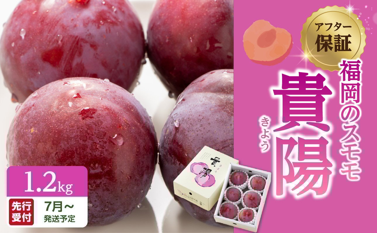 
            【先行受付】＜福岡のスモモ＞貴陽【1.2kg】【ＪＡふくおか八女】※7月上旬～発送予定
          