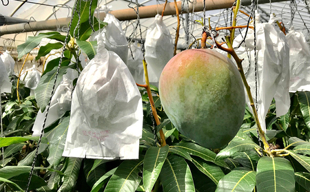 【2024年発送】久米島印商店 久米島産キーツマンゴー 約2kg