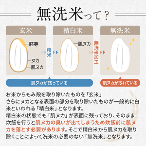 特別栽培米 こしひかり 無洗米 約5kg | 有限会社川久保米穀