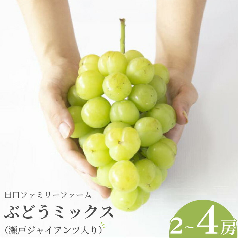 【ふるさと納税】田口ファミリーファーム ぶどうミックス（瀬戸ジャイアンツ入り） 2〜4房 約 1.5kg 〜 2kg