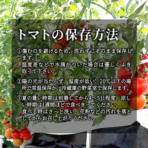 予約品※2026年7月～8月発送 フルーツのように甘い フルティカトマト 2kg 令和7年度産 ※予約商品※ 割れ保障付 数量限定 高評価 トマト 中玉 野菜 人気 新鮮 産地直送 甘い 高糖度 完熟