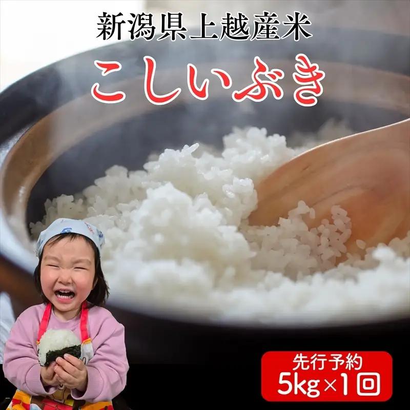 令和8年産 先行予約 こしいぶき 新米 こしいぶき 5kg