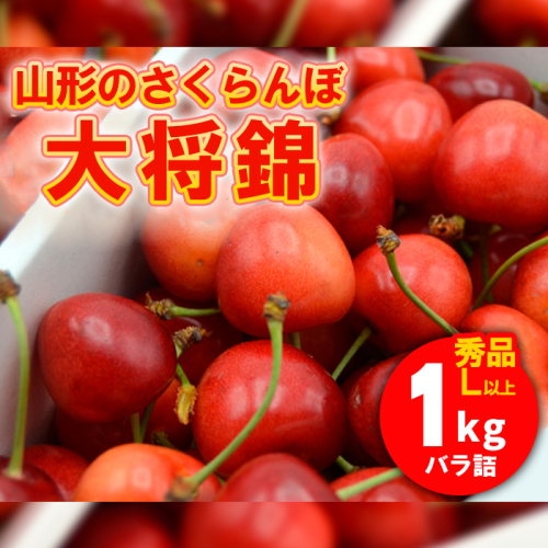 山形のさくらんぼ 大将錦 1kg Lサイズ以上 バラ詰 【令和8年産先行予約】FS25-527
