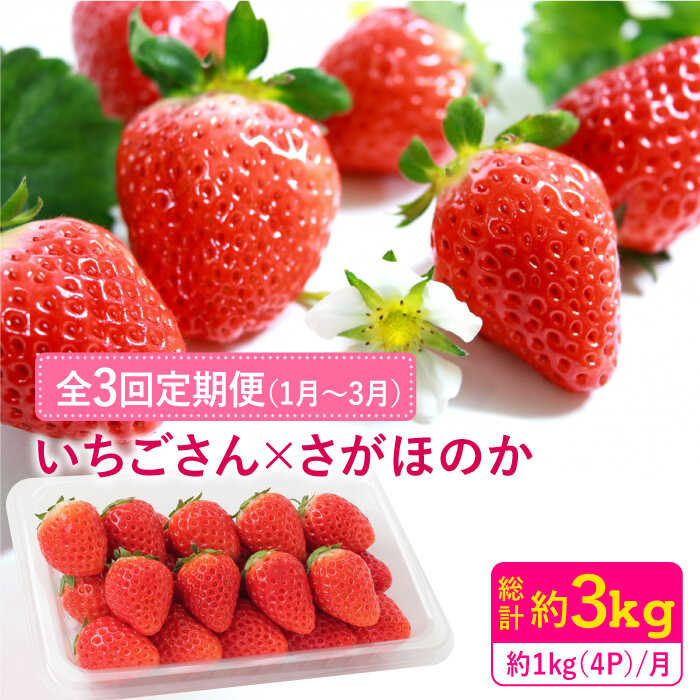 【ふるさと納税】【1月〜3月にお届け・3回定期便】さがほのか・いちごさん（1回4P約1kg） イチゴ いちご 佐賀県産 佐賀産 旬 吉野ヶ里町/リエンサーク [FCC005]