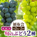 【ふるさと納税】【先行受付2025年発送】家庭用旬のぶどう2品種、各2kg（ナガノパープル、シャインマスカット）頒布会　農薬節減長野県認証｜東御こもだ果樹園 ※2025年9月以降発送予定