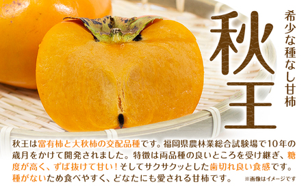秋王 約1.7kg《11月上旬-11月末頃出荷》福岡県 鞍手郡 小竹町 柿 かき カキ 種なし 種無し 福岡県産 果物 くだもの フルーツ