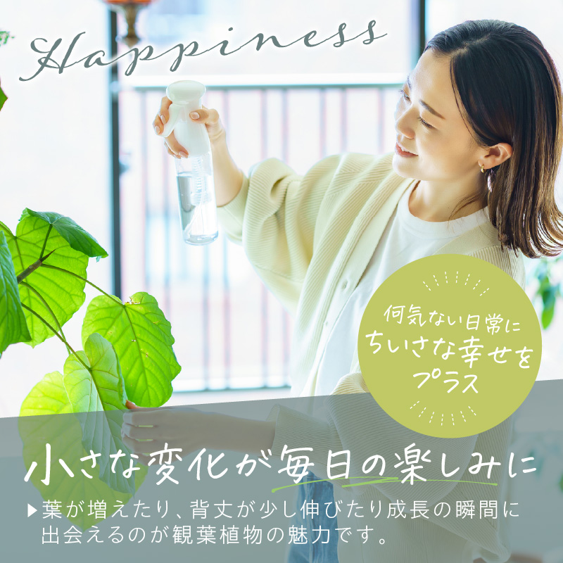 緑の匠が選んだ観葉植物 素敵な空間づくりに ゲットウ( 観葉植物 ゲットウ 月桃 植物 贈り物 送料無料 )【B9-019】