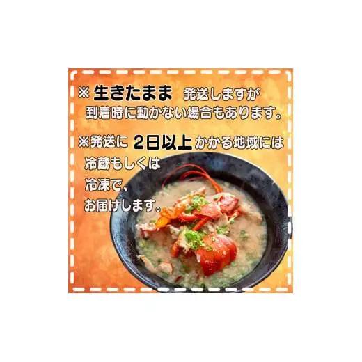 【 イセエビ 】 イセエビ800g以上